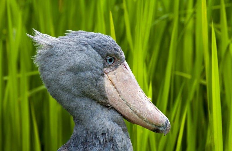 Pabuç gagalı leylek diğer kuşlara fark attı