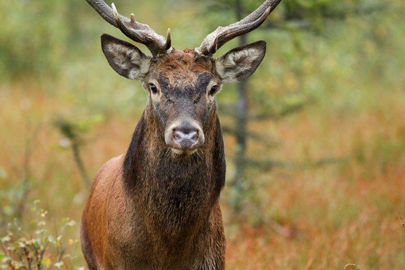Dünyanın en büyük geyiği: Kızıl geyik 
