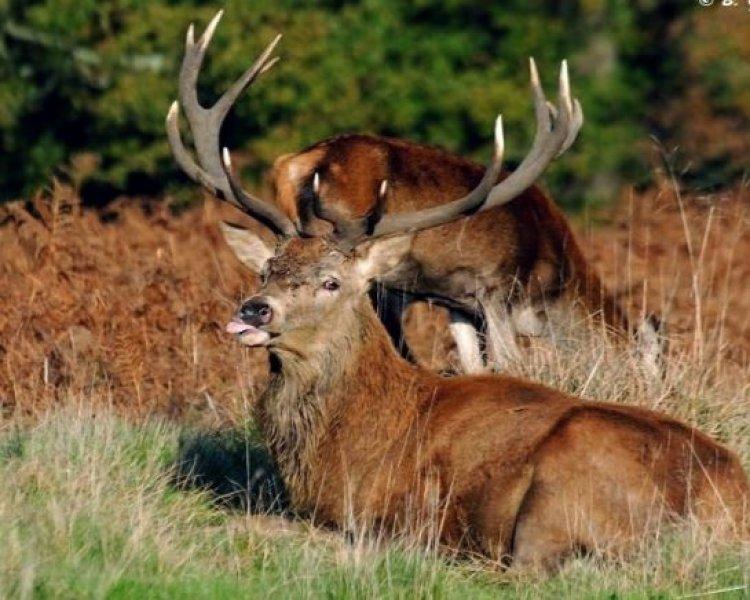 Dünyanın en büyük geyiği: Kızıl geyik 