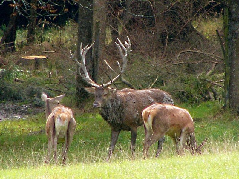 Dünyanın en büyük geyiği: Kızıl geyik 