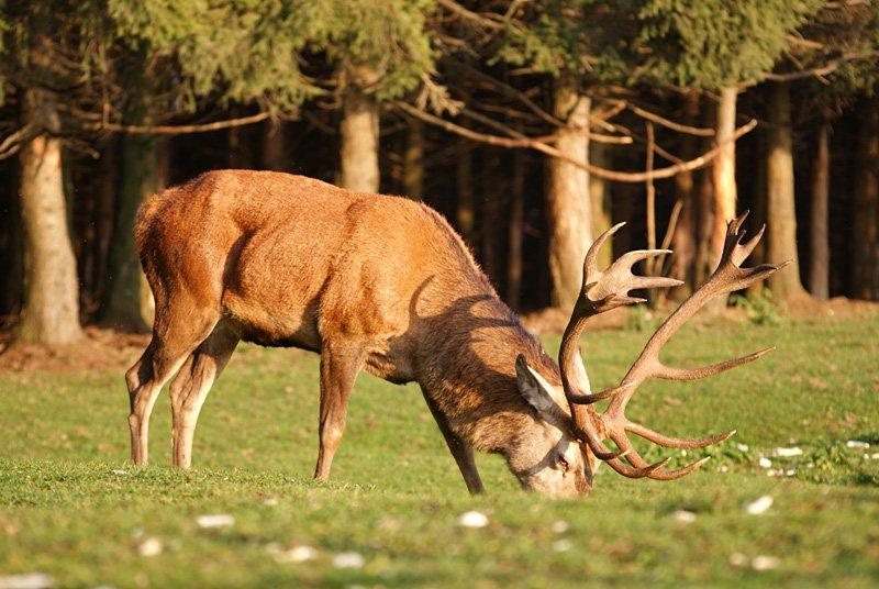 Dünyanın en büyük geyiği: Kızıl geyik 