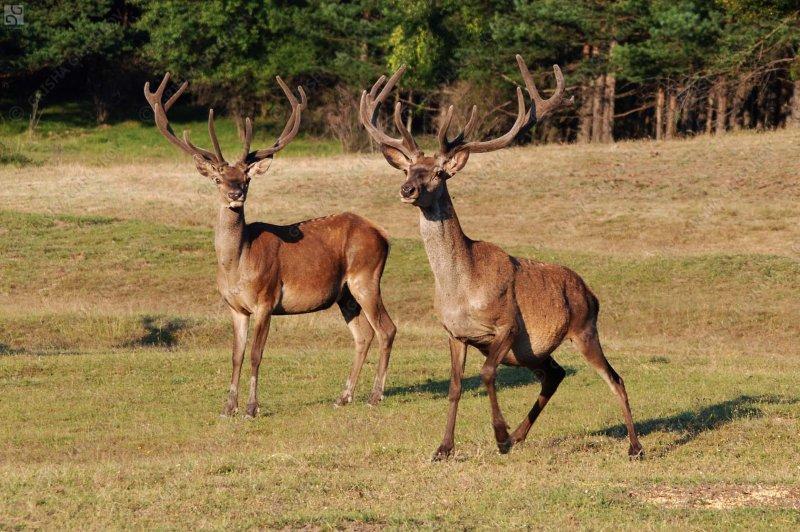 Dünyanın en büyük geyiği: Kızıl geyik 