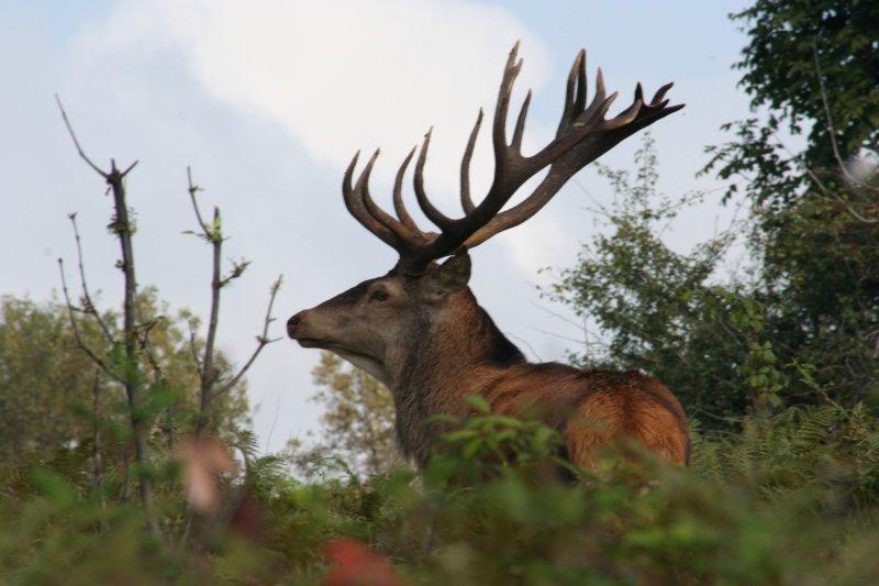 Dünyanın en büyük geyiği: Kızıl geyik 