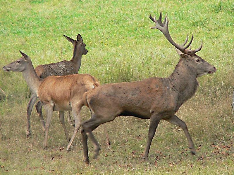 Dünyanın en büyük geyiği: Kızıl geyik 