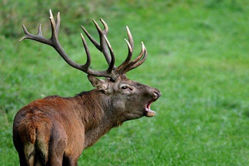 Dünyanın en büyük geyiği: Kızıl geyik 