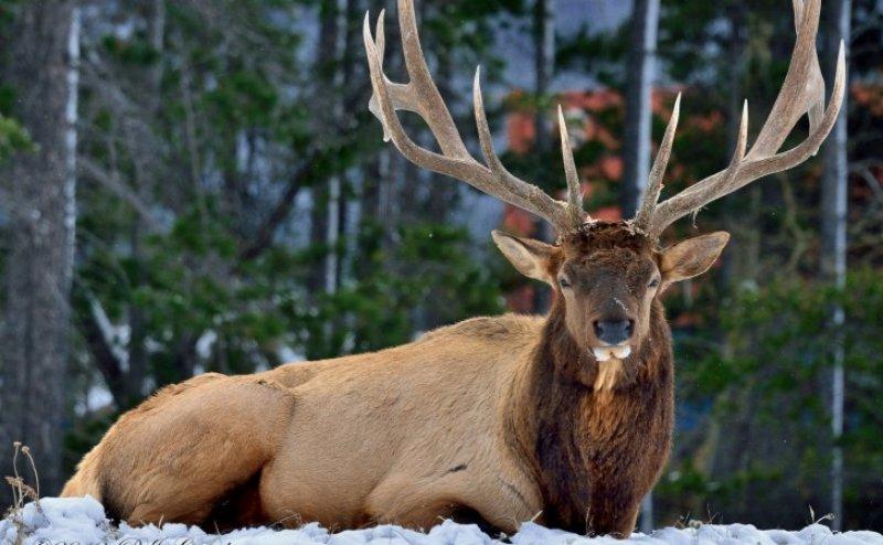 Dünyanın en büyük geyiği: Kızıl geyik 