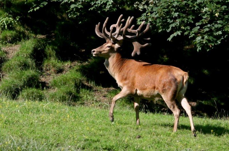 Dünyanın en büyük geyiği: Kızıl geyik 