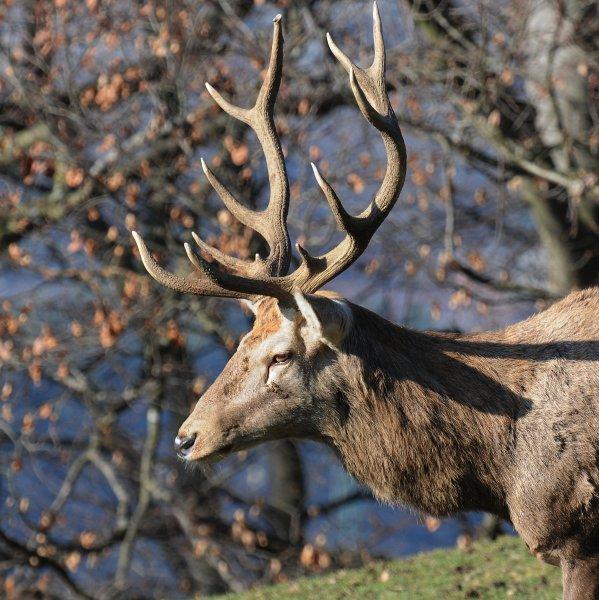 Dünyanın en büyük geyiği: Kızıl geyik 