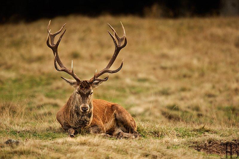 Dünyanın en büyük geyiği: Kızıl geyik 