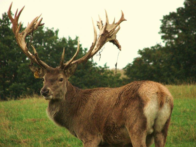 Dünyanın en büyük geyiği: Kızıl geyik 