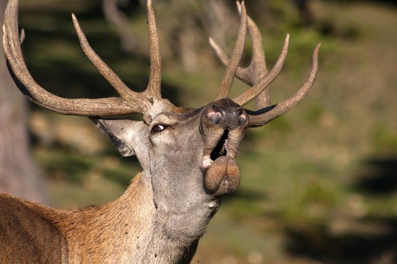 Dünyanın en büyük geyiği: Kızıl geyik 