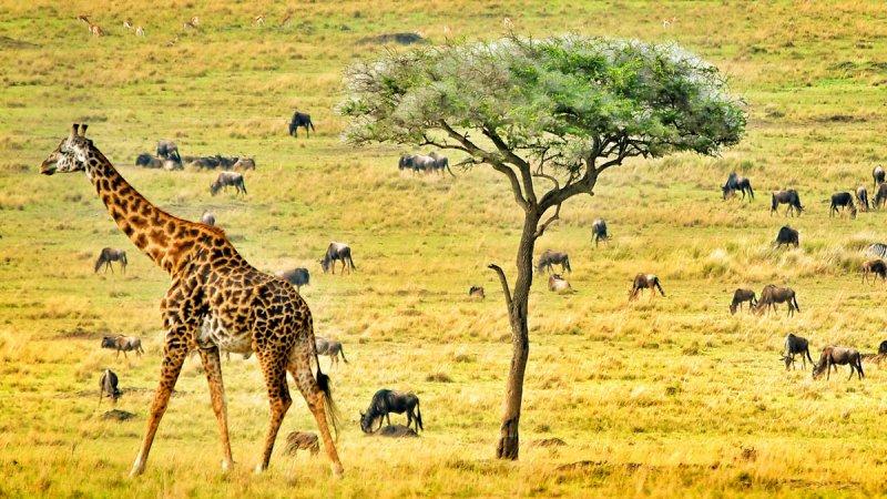 Kalahari Çölü'nün yeşil şehri: Botsvana