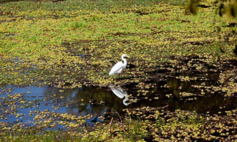 Kalahari Çölü'nün yeşil şehri: Botsvana
