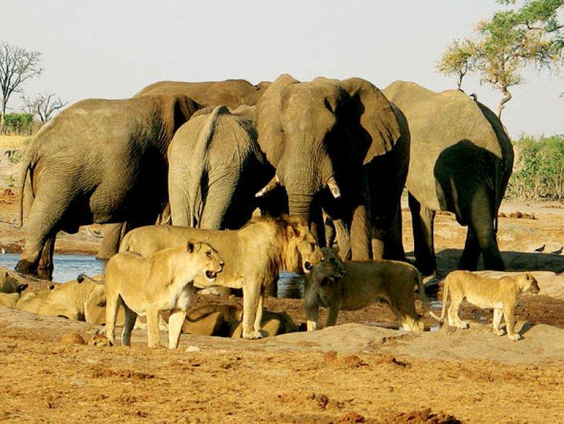Kalahari Çölü'nün yeşil şehri: Botsvana