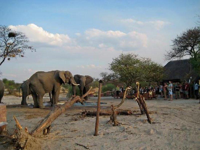 Kalahari Çölü'nün yeşil şehri: Botsvana
