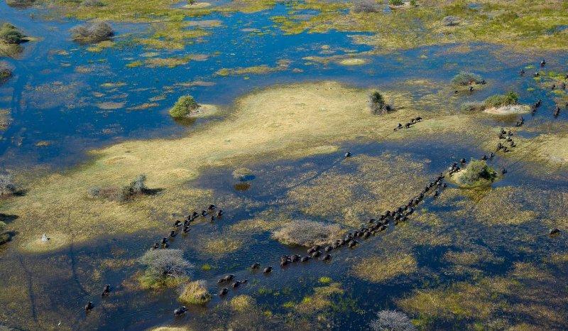 Kalahari Çölü'nün yeşil şehri: Botsvana