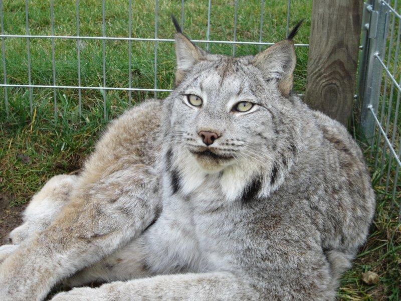 Kedigillerin en güzel türü: Kanada vaşağı