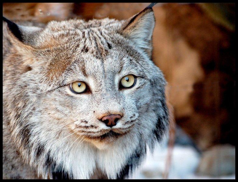 Kedigillerin en güzel türü: Kanada vaşağı