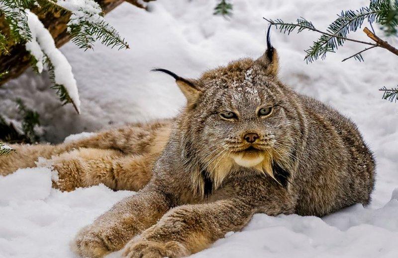 Kedigillerin en güzel türü: Kanada vaşağı