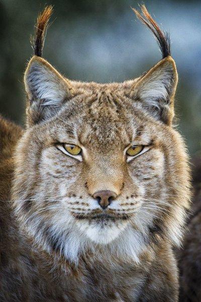 Kedigillerin en güzel türü: Kanada vaşağı