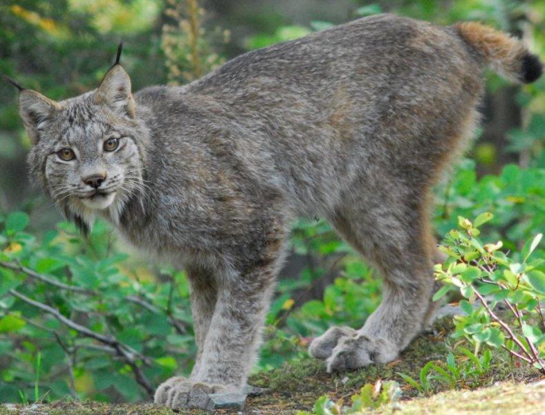 Kedigillerin en güzel türü: Kanada vaşağı