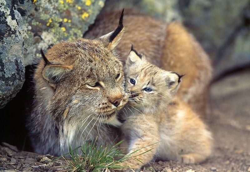 Kedigillerin en güzel türü: Kanada vaşağı