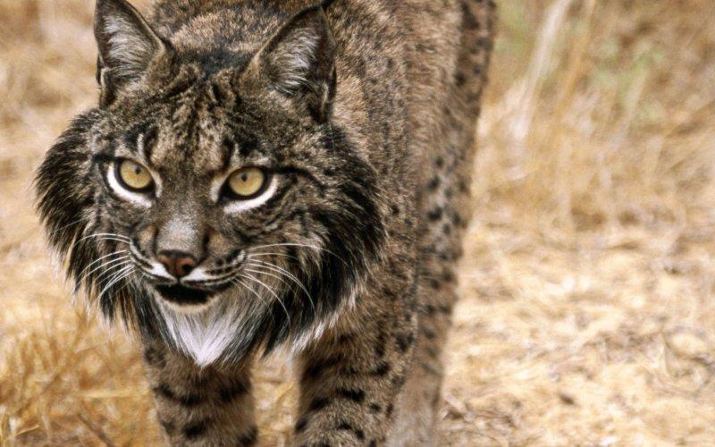 Kedigillerin en güzel türü: Kanada vaşağı