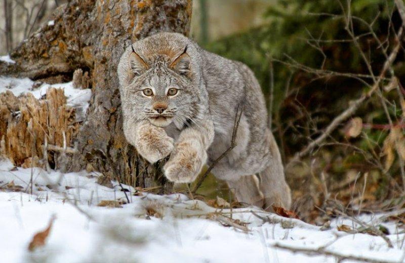 Kedigillerin en güzel türü: Kanada vaşağı