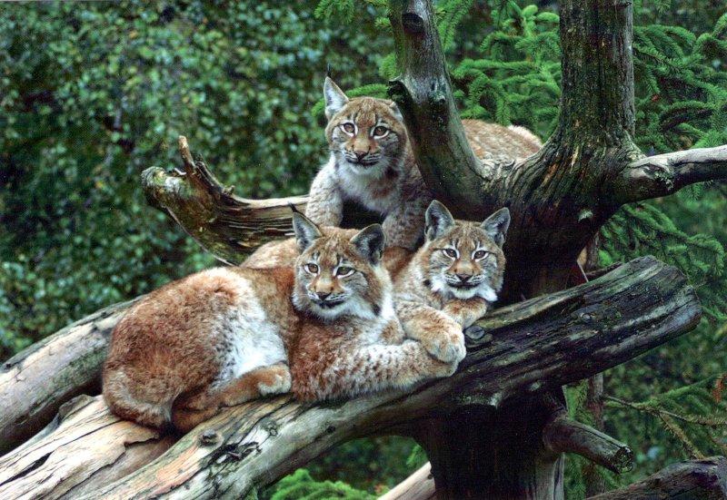 Kedigillerin en güzel türü: Kanada vaşağı