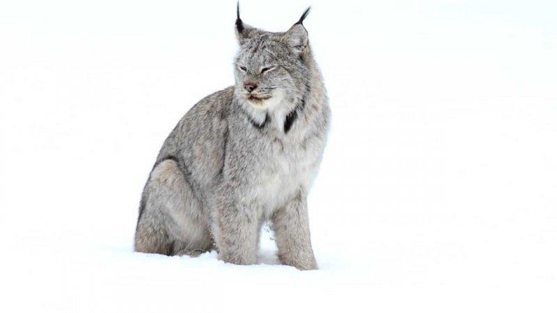Kedigillerin en güzel türü: Kanada vaşağı