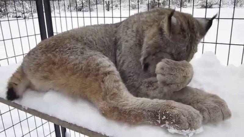 Kedigillerin en güzel türü: Kanada vaşağı