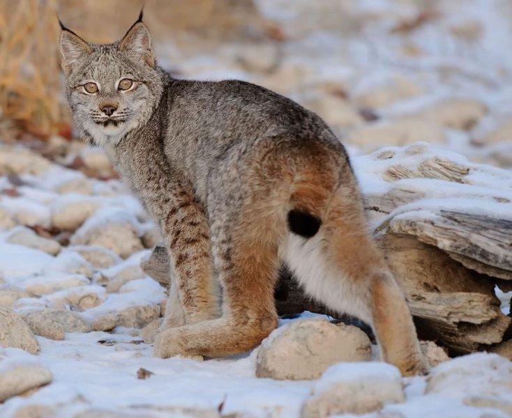 Kedigillerin en güzel türü: Kanada vaşağı