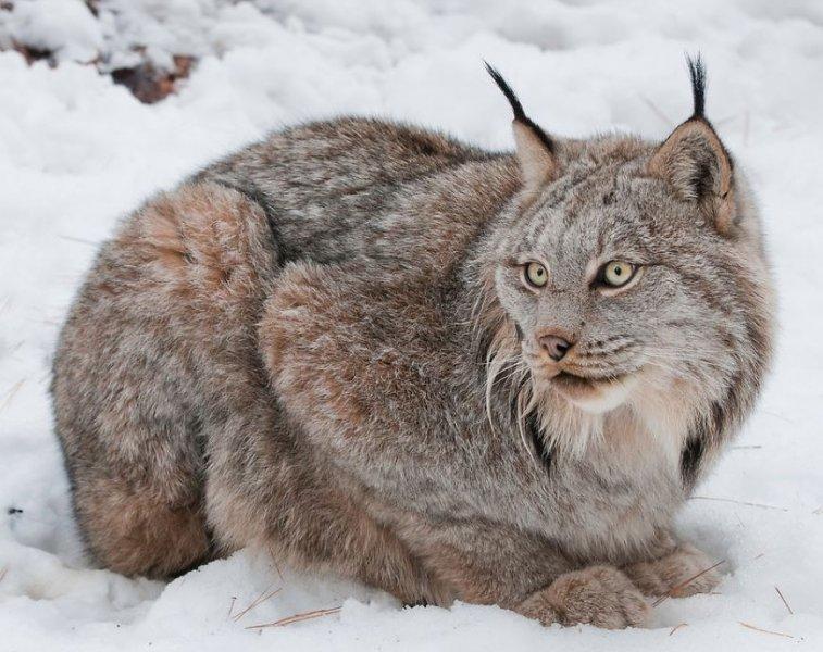 Kedigillerin en güzel türü: Kanada vaşağı