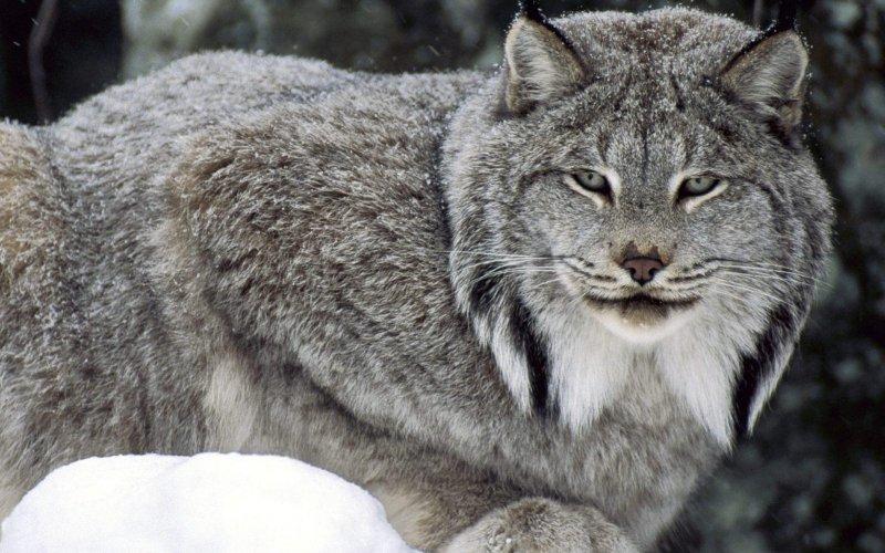 Kedigillerin en güzel türü: Kanada vaşağı