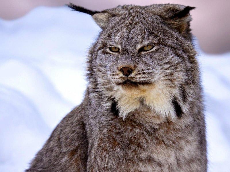 Kedigillerin en güzel türü: Kanada vaşağı