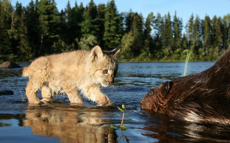 Kedigillerin en güzel türü: Kanada vaşağı