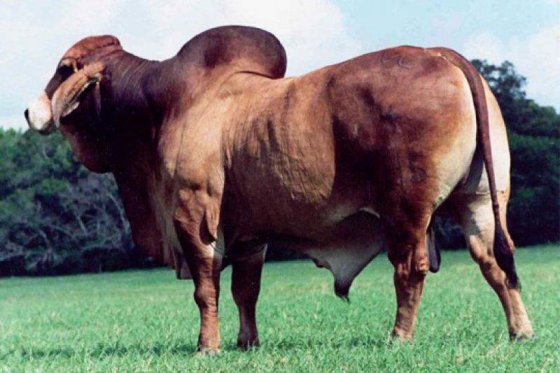 En gösterişli büyükbaş Brahman sığırı