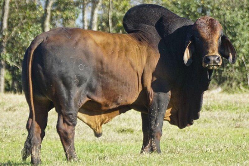 En gösterişli büyükbaş Brahman sığırı