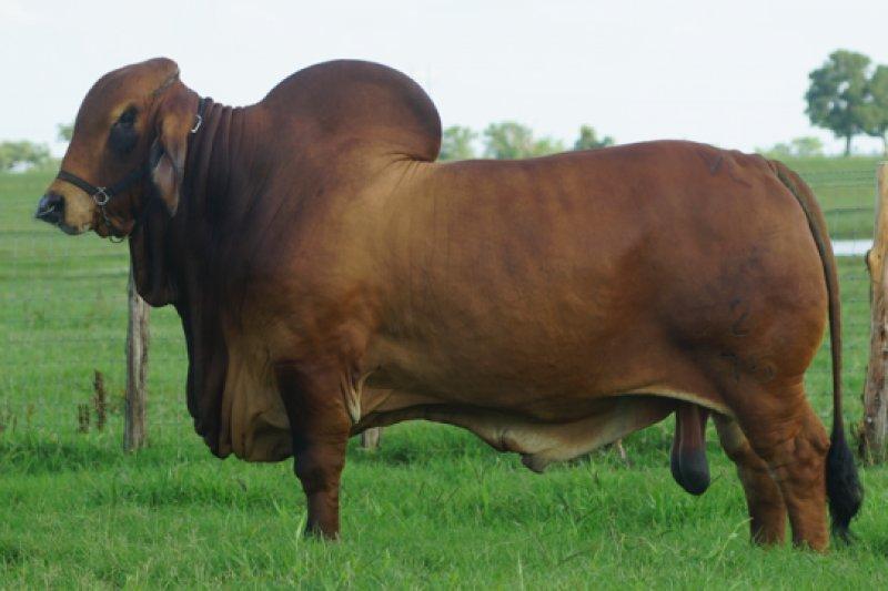 En gösterişli büyükbaş Brahman sığırı