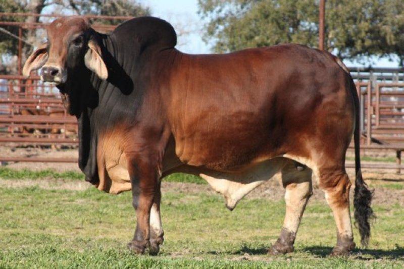 En gösterişli büyükbaş Brahman sığırı