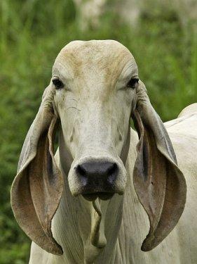 En gösterişli büyükbaş Brahman sığırı