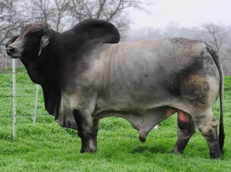 En gösterişli büyükbaş Brahman sığırı