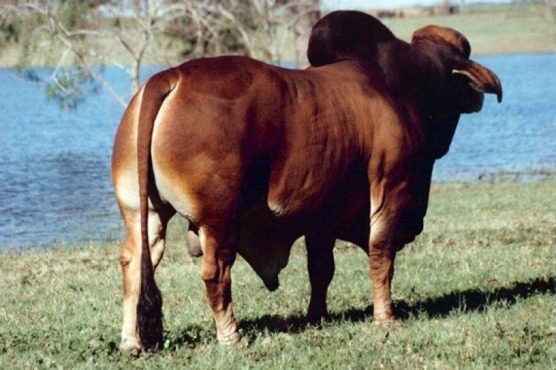 En gösterişli büyükbaş Brahman sığırı