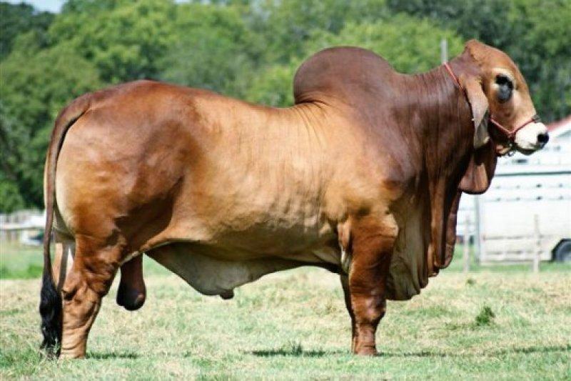 En gösterişli büyükbaş Brahman sığırı