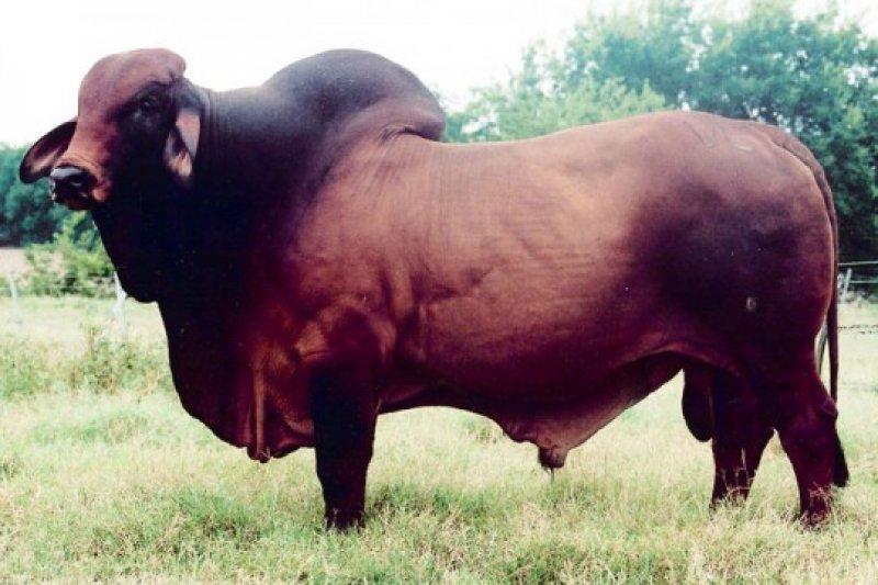 En gösterişli büyükbaş Brahman sığırı