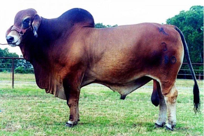 En gösterişli büyükbaş Brahman sığırı