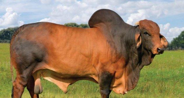En gösterişli büyükbaş Brahman sığırı