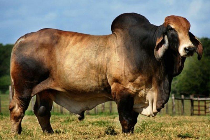 En gösterişli büyükbaş Brahman sığırı