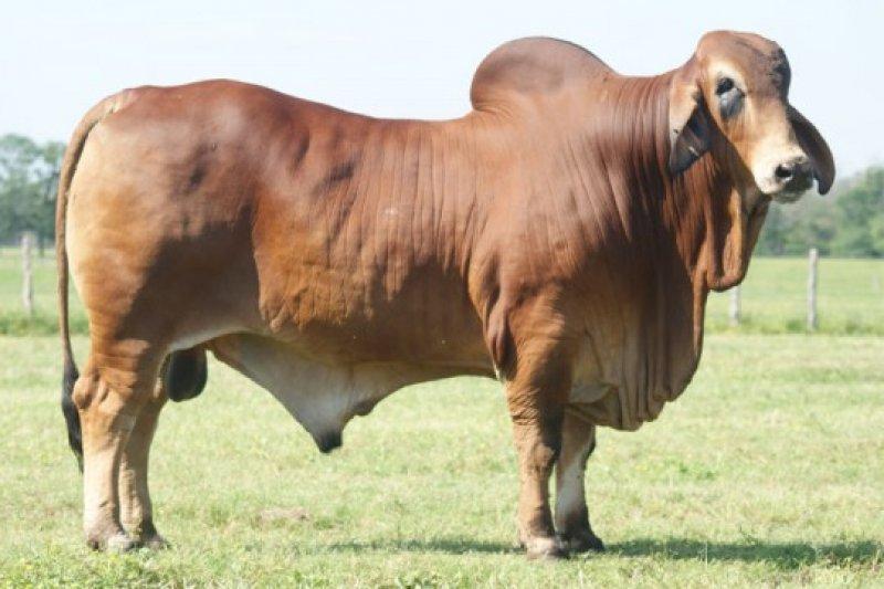 En gösterişli büyükbaş Brahman sığırı