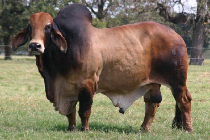 En gösterişli büyükbaş Brahman sığırı